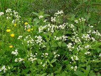 Cardamine amara 30, Bittere veldkers, Saxifraga-Hans Grotenhuis