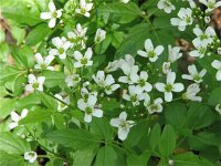 Cardamine amara 9, Bittere veldkers, Saxifraga-Jasenka Topic