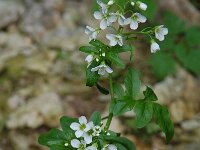 Cardamine amara ssp amara 5, Bittere veldkers, Saxifraga-Willem van Kruijsbergen