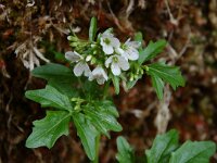 Cardamine amara ssp amara 6, Bittere veldkers, Saxifraga-Willem van Kruijsbergen