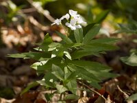 Cardamine heptaphylla 13, Saxifraga-Jan Nijendijk