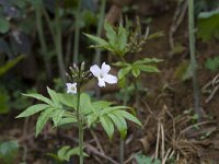 Cardamine heptaphylla 15, Saxifraga-Jan Nijendijk