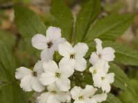 Cardamine heptaphylla 4, Saxifraga-Jan van der Straaten