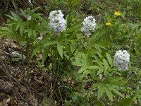 Cardamine heptaphylla 7, Saxifraga-Willem van Kruijsbergen