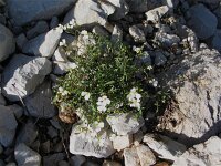 Cardamine maritima 2, Saxifraga-Jasenka Topic