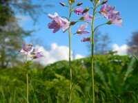 Cardamine pratensis 101, Pinksterbloem, Saxifraga-Ed Stikvoort