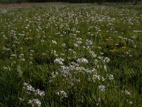 Cardamine pratensis 111, Pinksterbloem, Saxifraga-Jan van der Straaten