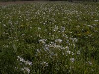 Cardamine pratensis 112, Pinksterbloem, Saxifraga-Jan van der Straaten