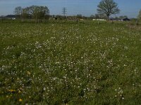 Cardamine pratensis 113, Pinksterbloem, Saxifraga-Jan van der Straaten