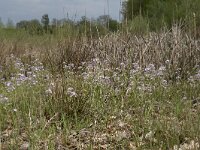 Cardamine pratensis 115, Pinksterbloem, Saxifraga-Willem van Kruijsbergen