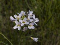 Cardamine pratensis 12, Pinksterbloem, Saxifraga-Jan van der Straaten