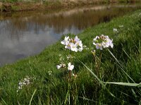 Cardamine pratensis 16, Pinksterbloem, Saxifraga-Jan van der Straaten