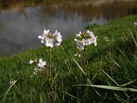 Cardamine pratensis 17, Pinksterbloem, Saxifraga-Jan van der Straaten