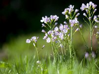 Cuckoo flower Garden  Cuckoo flower (Cardamine pratensis) in a meadow : Flowers, Perennial, agriculture, april, bloom, blossom, blur, cardamine, close, closeup, cuckoo, field, flora, flower, foam, garden, grass, green, herb, herbaceous, ladies, ladys, lawn, lilac, macro, meadow, natural, nature, plant, pratensis, purple, rural, smock, smok, spice, spring, up, white, wild, wildflower
