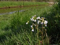 Cardamine pratensis 24, Pinksterbloem, Saxifraga-Jan van der Straaten