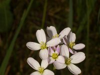 Cardamine pratensis 27, Pinksterbloem, Saxifraga-Kees Marijnissen