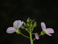Cardamine pratensis 3, Pinksterbloem, Saxifraga-Jan van der Straaten