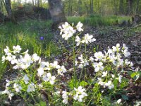 Cardamine pratensis 32, Pinksterbloem, Saxifraga-Jasenka Topic