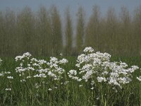 Cardamine pratensis 33, Pinksterbloem, Saxifraga-Rob Felix : Plantae, Plants, Project Natuurbalans, planten
