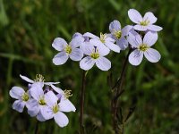 Cardamine pratensis #47021 : Cardamine pratensis, Pinksterbloem