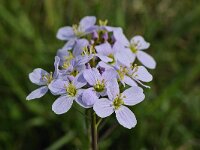 Cardamine pratensis #47020 : Cardamine pratensis, Pinksterbloem