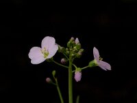 Cardamine pratensis 4, Pinksterbloem, Saxifraga-Jan van der Straaten