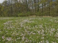 Cardamine pratensis 40, Pinksterbloem, Saxifraga-Jan van der Straaten