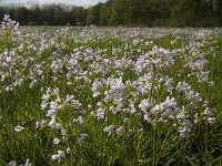 Cardamine pratensis 41, Pinksterbloem, Saxifraga-Jan van der Straaten