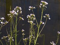 Cardamine pratensis 43, Pinksterbloem, Saxifraga-Jan van der Straaten
