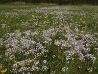 Cardamine pratensis 47, Pinksterbloem, Saxifraga-Jan van der Straaten