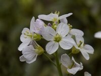 Cardamine pratensis 5, Pinksterbloem, Saxifraga-Willem van Kruijsbergen