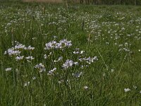 Cardamine pratensis 56, Pinksterbloem, Saxifraga-Jan van der Straaten
