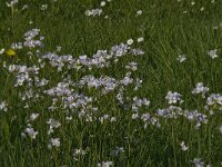 Cardamine pratensis 57, Pinksterbloem, Saxifraga-Jan van der Straaten