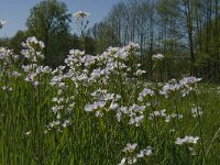 Cardamine pratensis 60, Pinksterbloem, Saxifraga-Jan van der Straaten