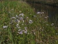 Cardamine pratensis 61, Pinksterbloem, Saxifraga-Marijke Verhagen