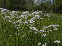 Cardamine pratensis 62, Pinksterbloem, Saxifraga-Jan van der Straaten