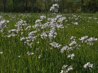 Cardamine pratensis 63, Pinksterbloem, Saxifraga-Jan van der Straaten