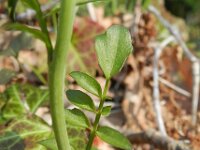 Cardamine pratensis 71, Pinksterbloem, Saxifraga-Rutger Barendse
