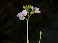 Cardamine pratensis 8, Pinksterbloem, Saxifraga-Jan van der Straaten