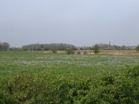 Cardamine pratensis 98, Pinksterbloem, Saxifraga-Hans Boll