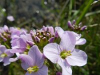 Cardamine pratensis ssp dentata 75, Saxifraga-Rutger Barendse