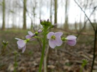 Cardamine pratensis ssp dentata 77, Saxifraga-Rutger Barendse