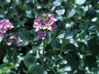 Cardamine raphanifolia 2, Saxifraga-Jan van der Straaten