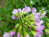 Cardamine raphanifolia 3, Saxifraga-Rutger Barendse
