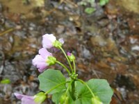 Cardamine raphanifolia 6, Saxifraga-Rutger Barendse