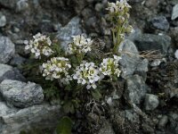 Cardamine resedifolia 2, Saxifraga-Willem van Kruijsbergen