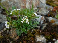 Cardamine resedifolia 4, Saxifraga-Ed Stikvoort