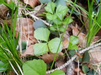 Cardamine trifolia 2, Saxifraga-Rutger Barendse