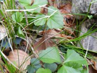 Cardamine trifolia 3, Saxifraga-Rutger Barendse