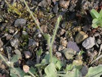 Cardaminopsis arenosa 3, Rozetsteenkers, Saxifraga-Rutger Barendse